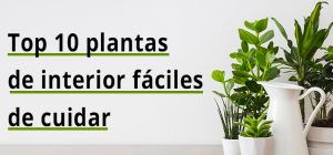 10 plantas de interior fáciles