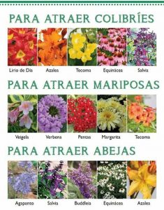 10 plantas para atraer a las abejas durante todo el año