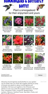 10 plantas para atraer mariposas