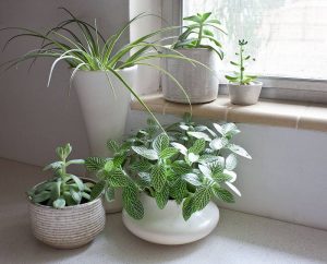 10 plantas para plantas de fácil colocación