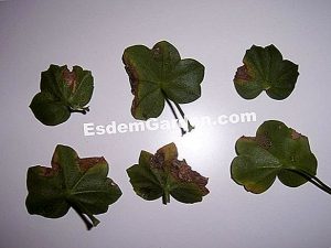 10 plantas para tratar a los pájaros