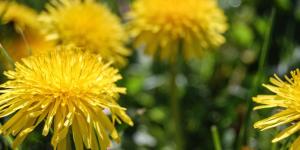 10 plantas silvestres comestibles