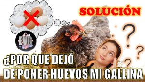 3 razones increíbles para alimentar a los pollos con calabazas