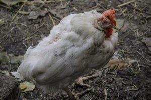 6 Problemas de salud de las aves de corral (y cómo tratarlos)