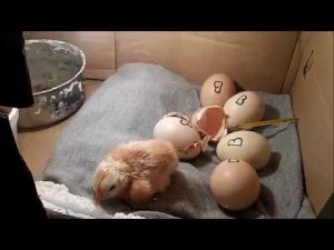 8 consejos para incubar pollos de forma natural