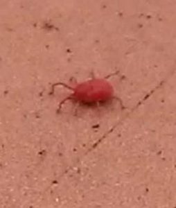 Ácaros del polvo, arañas rojas