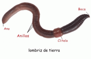 Acoger a las lombrices de tierra en su jardín