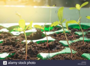Adelgazamiento de las plantas de semillero