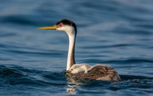 Agua en todas las estaciones para las aves