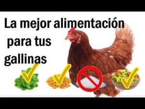 Alimentar a sus pollos o gallinas ponedoras