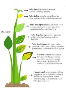 Análisis foliar