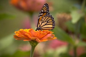 Atrayendo mariposas a tu jardín