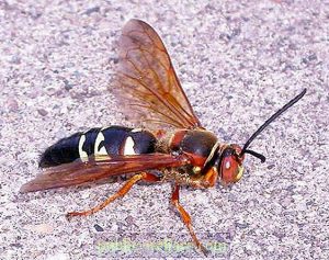 Avispas solitarias, sorprendentes y útiles