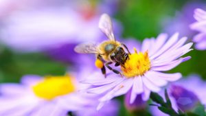Ayudando a las abejas salvajes