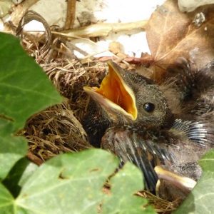 ¿Ayudar o no a un polluelo que se ha caído del nido?