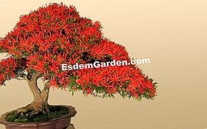 Bonsái, estilos muy codificados