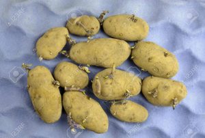 Brotación de patatas