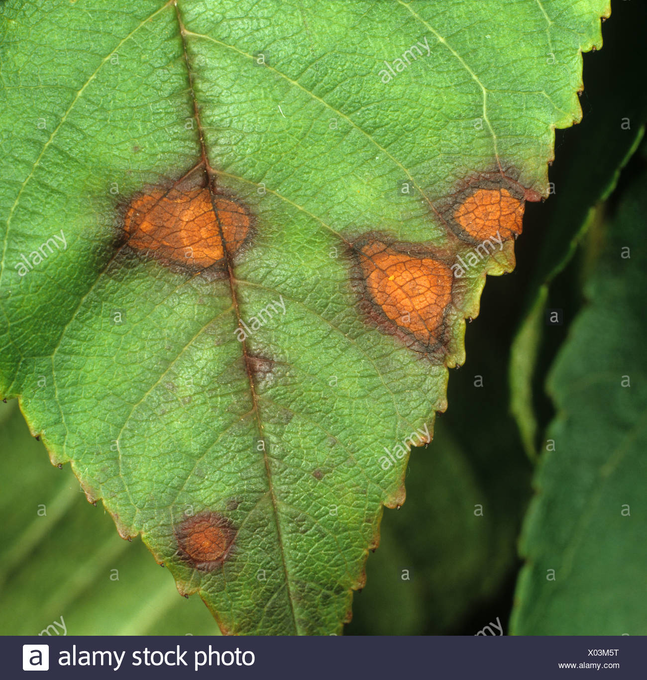 Cancro bacteriano, Pseudomonas syringae, Pseudomonas mors-prunorum