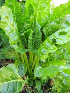 Cocinar las malas hierbas