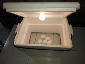 Cómo construir una incubadora para polluelos