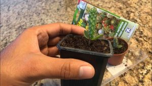 ¿Cómo cosechar las semillas de cactus?