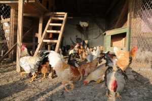 Cómo elegir el gallinero adecuado