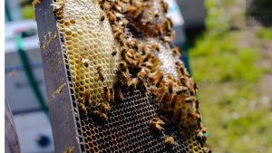 ¿Cómo elegir la miel?