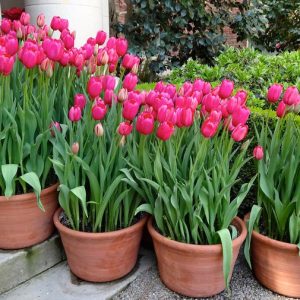 ¿Cómo elegir los tulipanes?