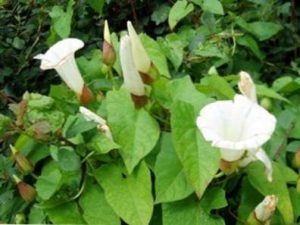 ¿Cómo eliminar a Bindweed?