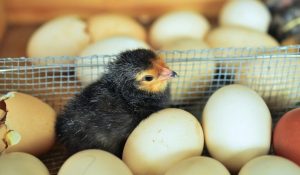 Cómo empollar pollos de forma natural