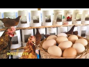 Cómo hacer que las gallinas pongan huevos en cajas de nido
