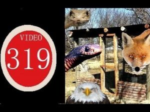 Cómo hacer una prueba de predador en su gallinero