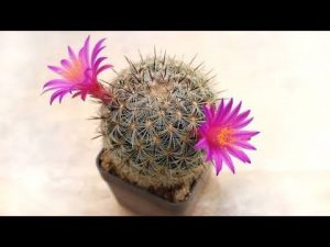 ¿Cómo haces que un cactus florezca de nuevo?