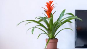 ¿Cómo mantener una guzmania?