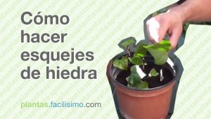 ¿Cómo multiplicar la hiedra del diablo?