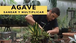 ¿Cómo multiplicar los agaves?