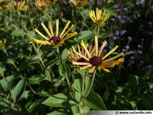¿Cómo plantar y multiplicar la rudbeckia?