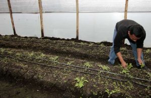 ¿Cómo preparar el suelo para la siembra?