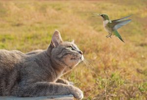 ¿Cómo proteger a las aves de los gatos?