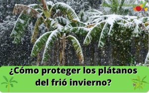 ¿Cómo proteger su banano en invierno?