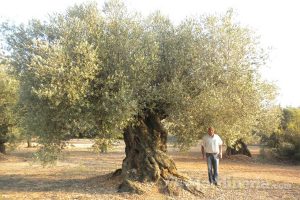 ¿Cómo proteger su olivo en invierno?