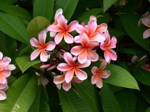 ¿Cómo se corta el árbol de frangipani?