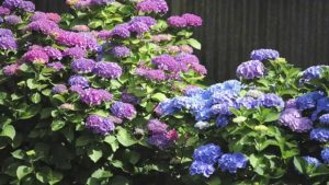 ¿Cómo se planta una hortensia?