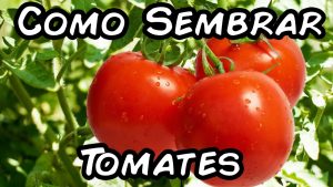 ¿Cómo se siembran los tomates?