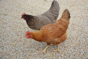 Consejos para planificar su gallinero