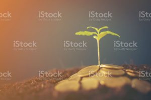 Creciendo en montones