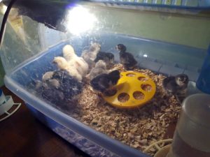 ¿Cuánto tiempo necesitan los pollitos una lámpara de calor?