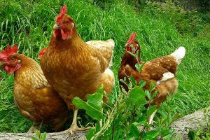 ¿Cuánto tiempo viven los pollos?