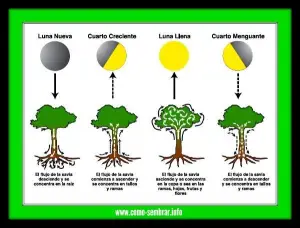 Cultivando tomates con la luna