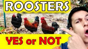 ¿Debería tener un gallo en mi corral? - Pros y contras de tener un gallo